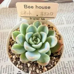 2026年最新】ホリコロの人気アイテム - メルカリ