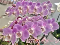 2026年最新】胡蝶蘭の人気アイテム - メルカリ