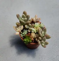 多肉植物　ミニ寄せ植え　黒のビニールポットで発送です♪ 466→444 多肉植物 ミニ寄せ植え 黒のビニールポットで発送です♪ 466→444