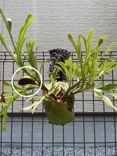 ビカクシダ　P. Ridleyi 胞子のサムネイル