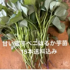 Pepe様 リクエスト 2点 まとめ商品