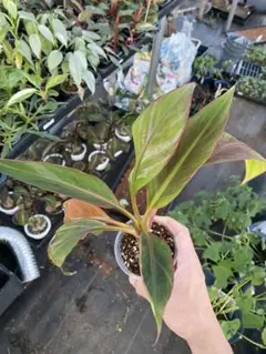 サマーセール 1株 - 5000円! 株分けムサノノ ピンクバナナ苗 - メルカリ