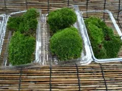 猫魚様 リクエスト 3点 まとめ商品