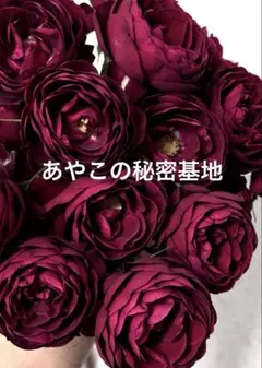 バラ苗(62)四季咲き 超強健 レア 切花 長花持ち - メルカリ