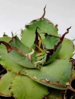 メルカリ便発送&ロウルサンコさんラベル付き☆多肉植物ホリダ関上ホワイトマジョール メルカリ便発送&ロウルサンコさんラベル付き☆多肉植物 アロエ