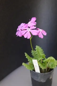 ゆっぺん様 リクエスト 8点 まとめ商品