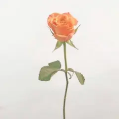 cnj3ko様 リクエスト 2点 まとめ商品