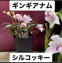 あーちゃん様 リクエスト 2点 まとめ商品