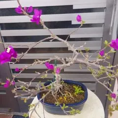 ブーゲンビリア 盆栽 ピンク花 - メルカリ