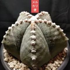 2026年最新】ランポー玉 サボテンの人気アイテム - メルカリ