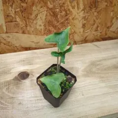 2025年最新】レア種アロカシアの人気アイテム - メルカリ