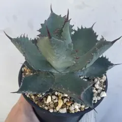 2026年最新】甲蟹 ハイブリッドの人気アイテム - メルカリ