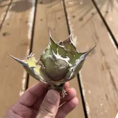 2026年最新】アガベシーザー錦の人気アイテム - メルカリ