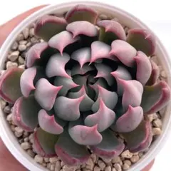 お*中様 【極上苗】ミックスベリア 赤鬼 多肉植物 おらいさん 自家繁殖苗