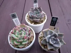 優木園　多肉植物　エケベリア　抜き苗 3種セット