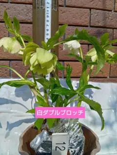 F F3様 リクエスト 2点 まとめ商品