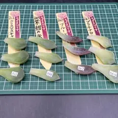 本日限定　多肉植物　葉挿しセット　ミックスベリアおらいさん苗