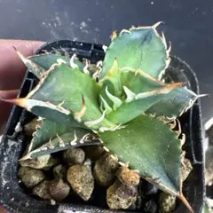 2026年最新】アガベ 子株 セットの人気アイテム - メルカリ