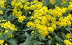 食用菊　カシロの苗　3＋2本　匿名配送 食用菊 カシロの苗 3＋2本 匿名配送 食用菊 カシロの苗 3＋2本 匿名