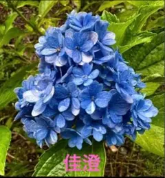 2025年最新】加茂セレクションの人気アイテム - メルカリ