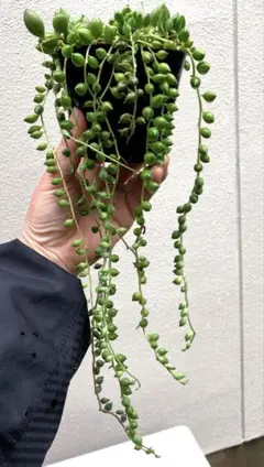 多肉植物抜き苗♡グリーンネックレス♡9cmポット