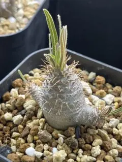 2026年最新】パキポディウム グラキリス 現地球 発根済みの人気