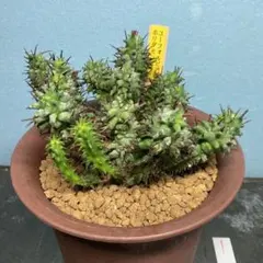 2026年最新】多肉植物モンストの人気アイテム - メルカリ
