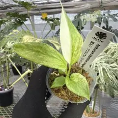 オークション】ホヤ カルノーサ アルゲンティアプリンセス【タグ鉢付第
