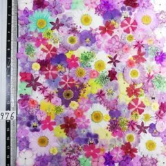 押し花素材　NO97 6 ノースボール ビオラ 紫陽花　バーベナ 小花　押し花