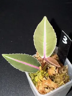 Merumaru1115様 リクエスト 3点 まとめ商品