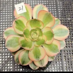 31#観葉植物ア工オニウム錦❤️レッド富士❤️青花瓷❤️1大頭5小頭