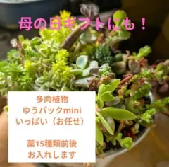 多肉植物 セット ゆうパケットminiいっぱい！ちまちま寄せ・寄せ植えに♡