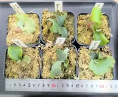 2025年最新】ビカクシダ 苗 セットの人気アイテム - メルカリ