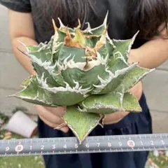 586 アガベ チタノタ 海王 極上絶狂棘 鮮緑肌 超大株 優良血統 - メルカリ