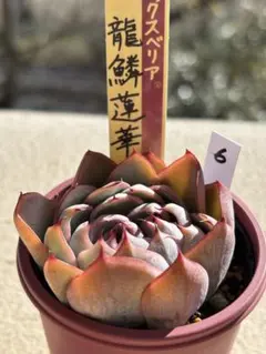 【大特価】おらいさん　赤鬼　龍鱗蓮華　ぺったん　セット　ミックスベリア　札付 2026年最新】ミックスベリア 龍鱗蓮華の人気アイテム - メルカリ