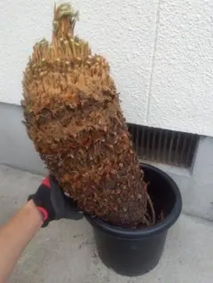 農家直売】ソテツ子株 5kg 大きめサイズ多め - メルカリ