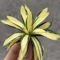 S*e様 多肉植物・アガベ・【特選】・オルカ・斑入り・コレクション株 多肉植物：アガベ イシスメンシス錦（K1）達磨鈍中斑*幅10cm