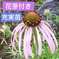 kinako⭐︎お値下げ中&交渉OK⭐︎様 リクエスト 2点 まとめ商品