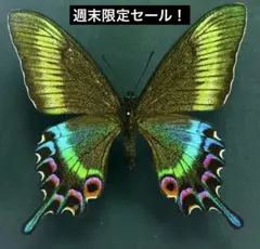 ぎ*ん様 【標本】イザベラミズアオ　スペイン産　オス　蛾　ヤママユ 外国産蛾標本 イザベラミズアオ♀️ ヤママユ 飼育品 蝶標本 - メルカリ