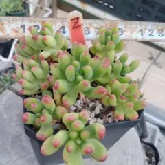 ❤️ルビーティント❤️鉢内全部 カット苗 先赤くなるティントちゃん
