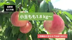 小玉もも約1.8kg(長野県佐久市平尾産)のサムネイル