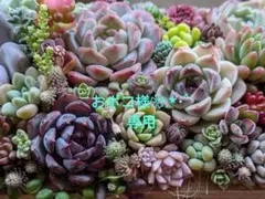 多肉植物 そのまま飾れる大きな寄せ植え❁⃘*. ハリネズミさんの多肉畑❀.*・゜