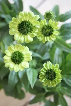 エキナセア　ピンク　10株　まとめ購入希望の方どうぞ♪ エキナセア ピンク 10株 まとめ購入希望の方どうぞ♪ エキナセア