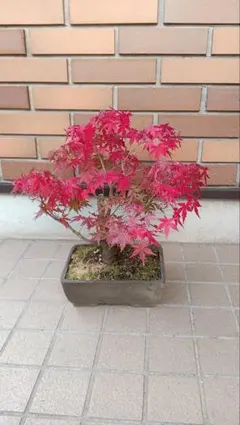 2025年最新】momijiの人気アイテム - メルカリ