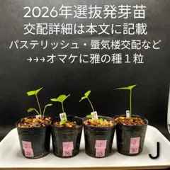 2670D クリスマスローズ2026年発芽苗選抜交配4苗セットD - メルカリ