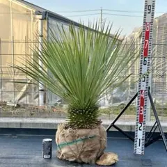 2026年最新】ロストラータの人気アイテム - メルカリ