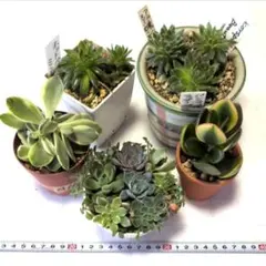 ❤️多肉植物そのまま飾れる寄せ植え❤️リメイク鉢6個セット❤️お得