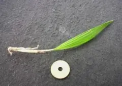 Kurakura様 リクエスト 3点 まとめ商品