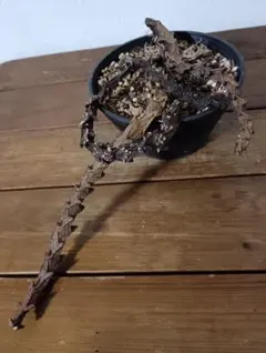 セロペギアボッセリ　多肉のサムネイル