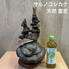 鑑賞用　置物　霊芝　天然霊芝　サルノコシカケ　縁起物　 オブジェ 2026年最新】天然 霊芝 置物の人気アイテム - メルカリ